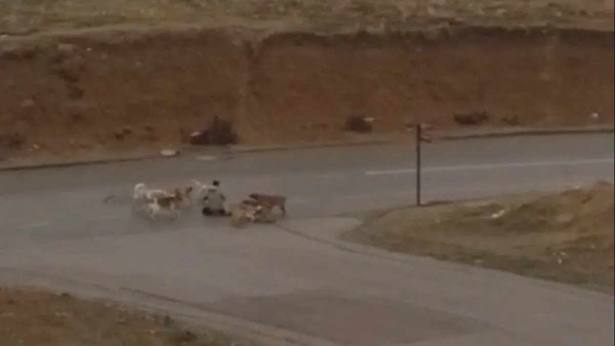 Ankara’da başıboş sokak köpeği dehşeti! Defalarca ısırdılar: 2-3 dakika geçseydi…