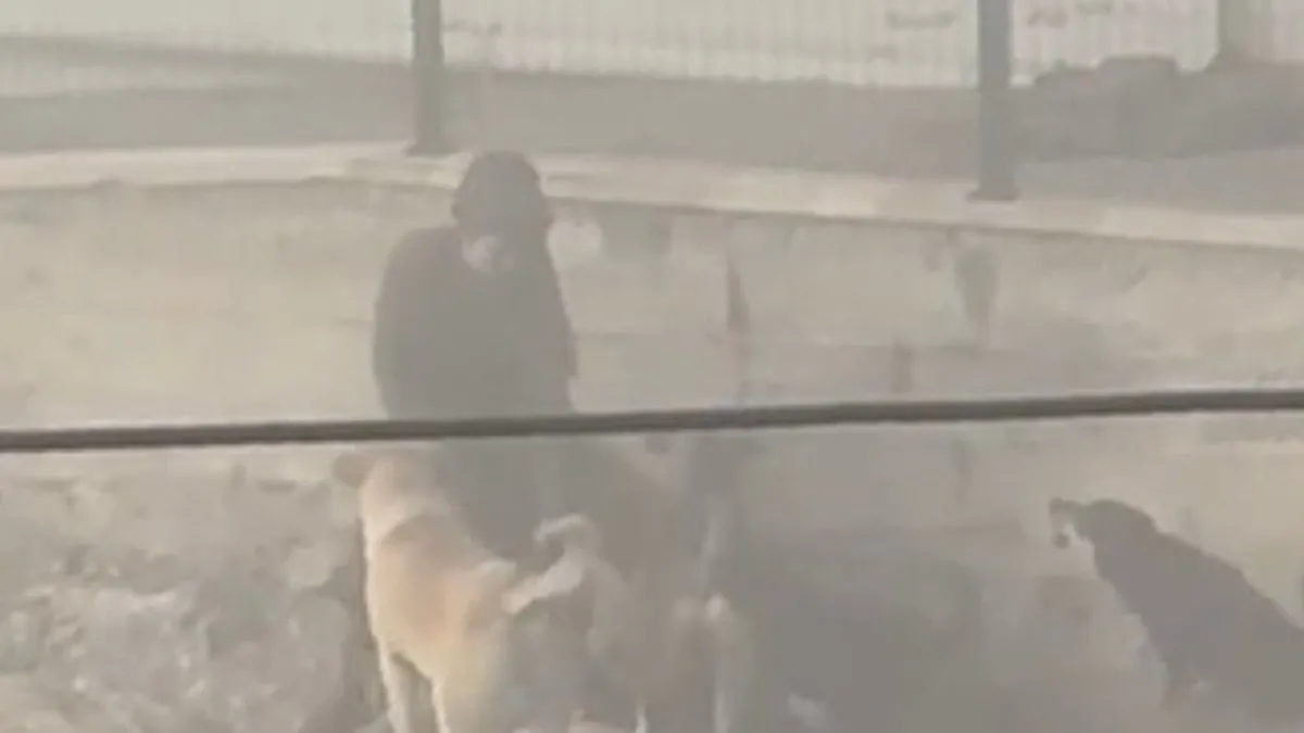 Ankara’da dehşet dolu anlar: Hamile kadın sokak köpeklerinin saldırısına uğradı!