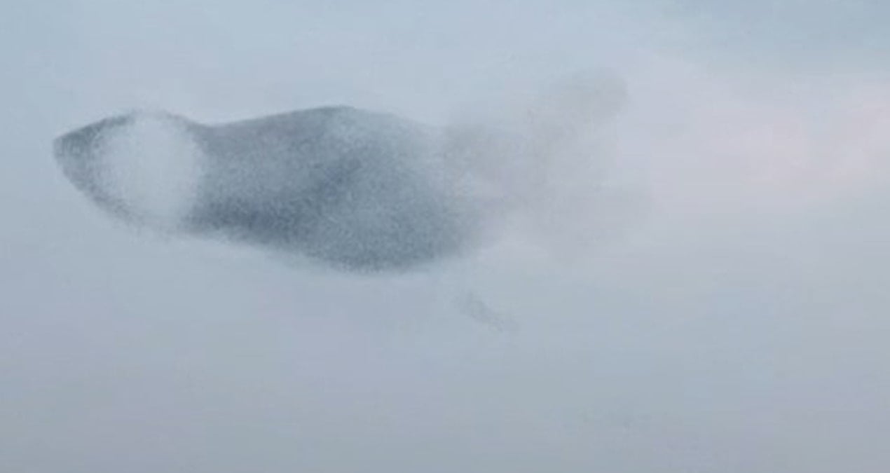 Binlerce sığırcık kuşunun görsel şöleni büyüledi