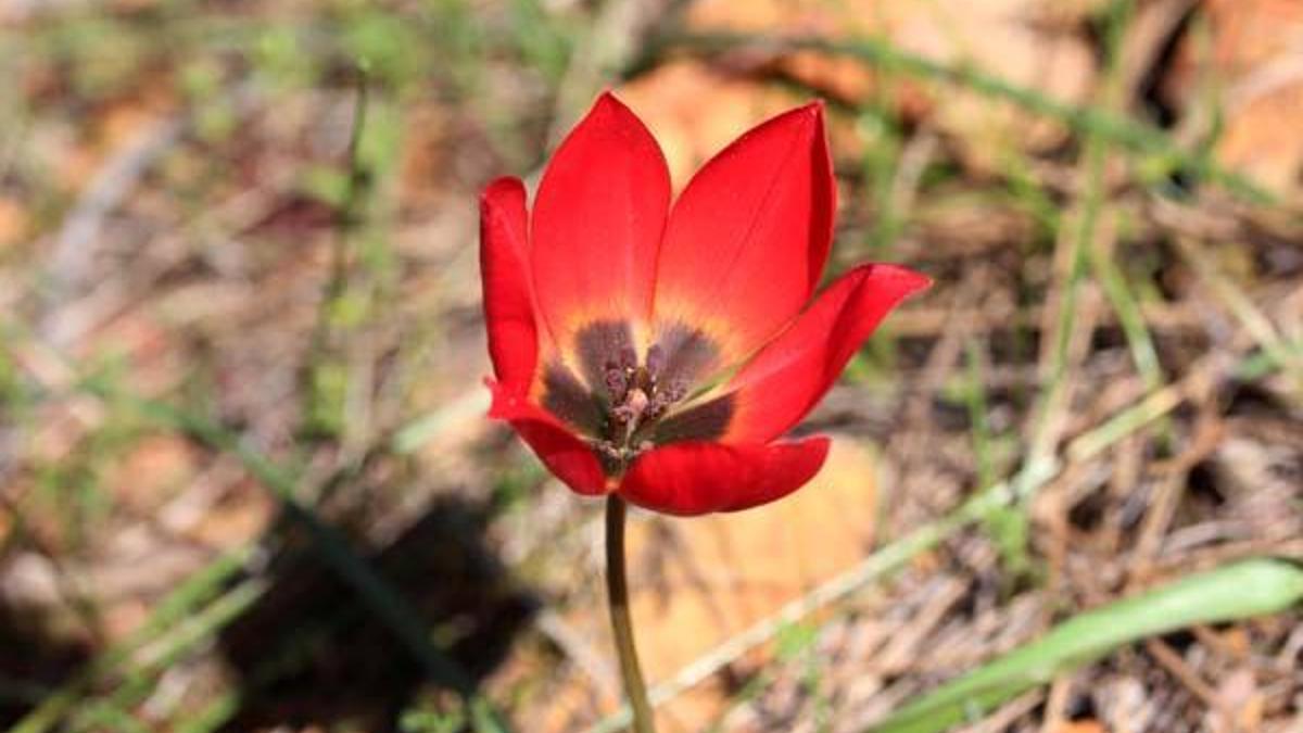 Lalenin atası Türk lalesi
