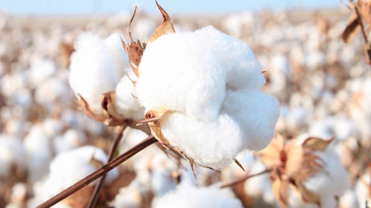 Pamuk Nasıl Yetişir? Türkiye’de Nerede En İyi Şekilde Yetişir?